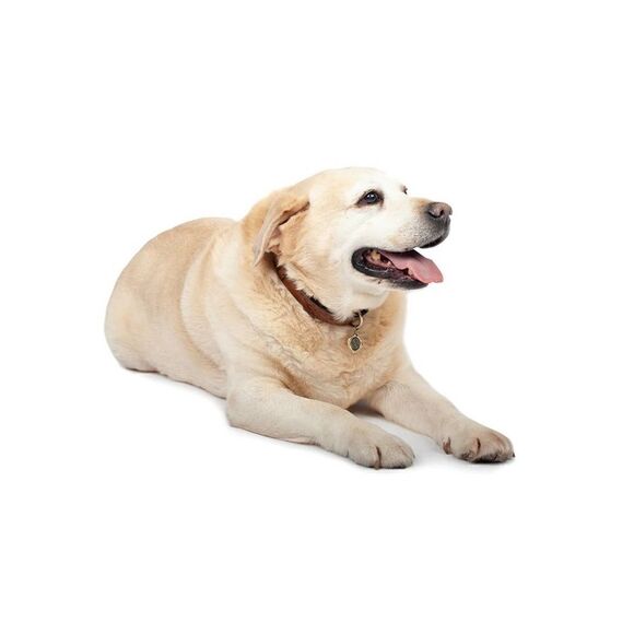 Patricia Nash Pet Collar Medium NWT - Picture 2 of 5